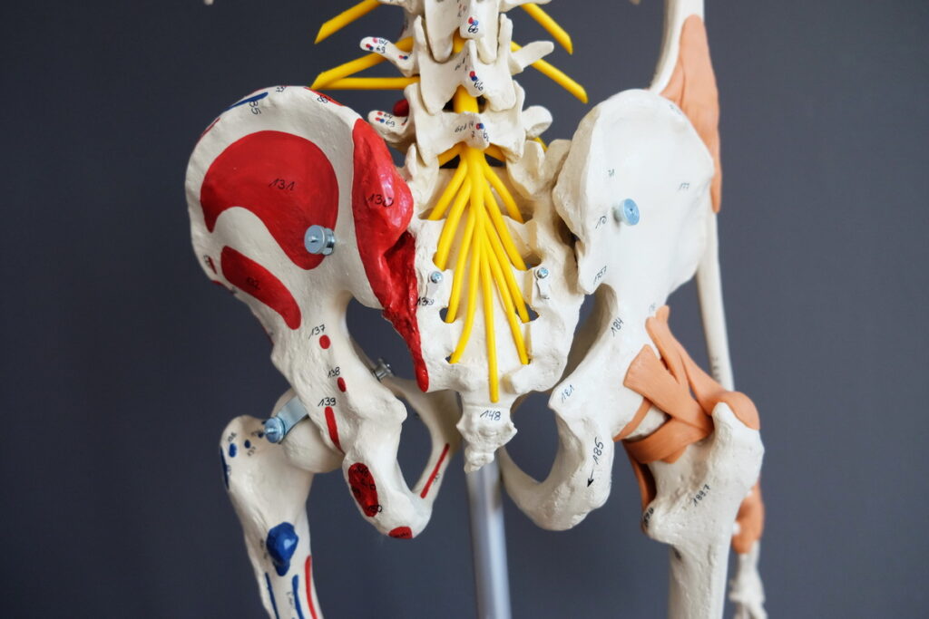 Anatomie Becken Merkle Dubois Praxis fuer Chinesische Medizin