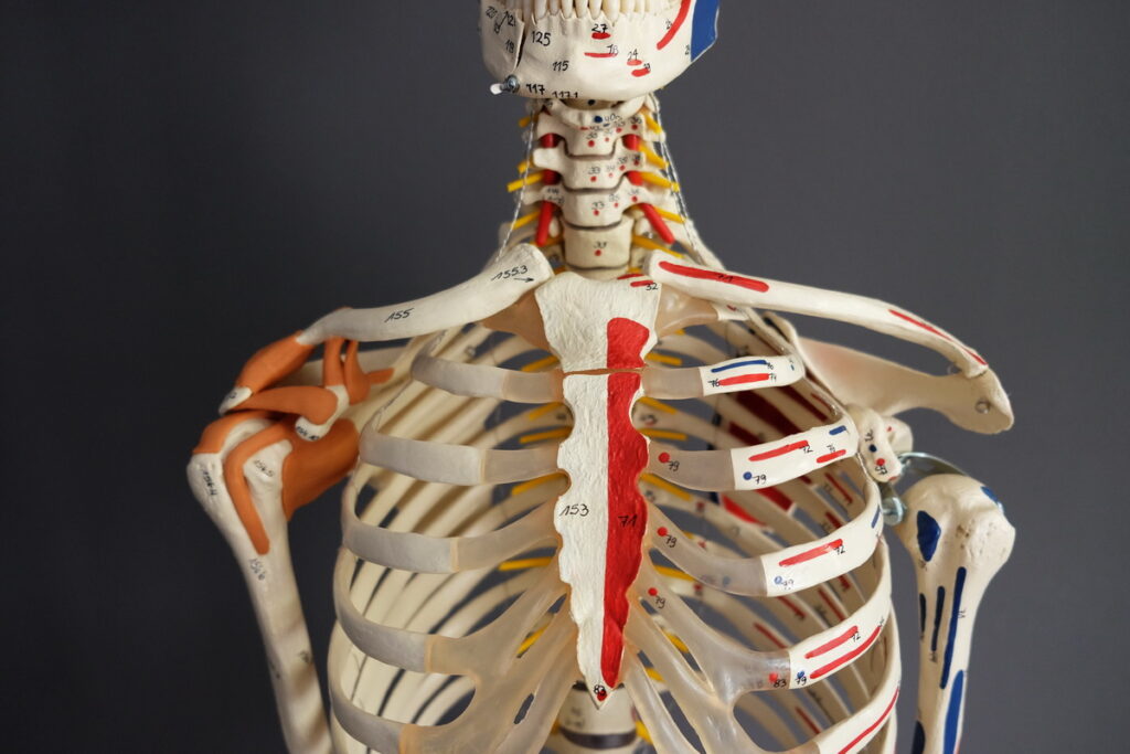 Anatomie Brustkorb Schulter Merkle Dubois Praxis fuer Chinesische Medizin