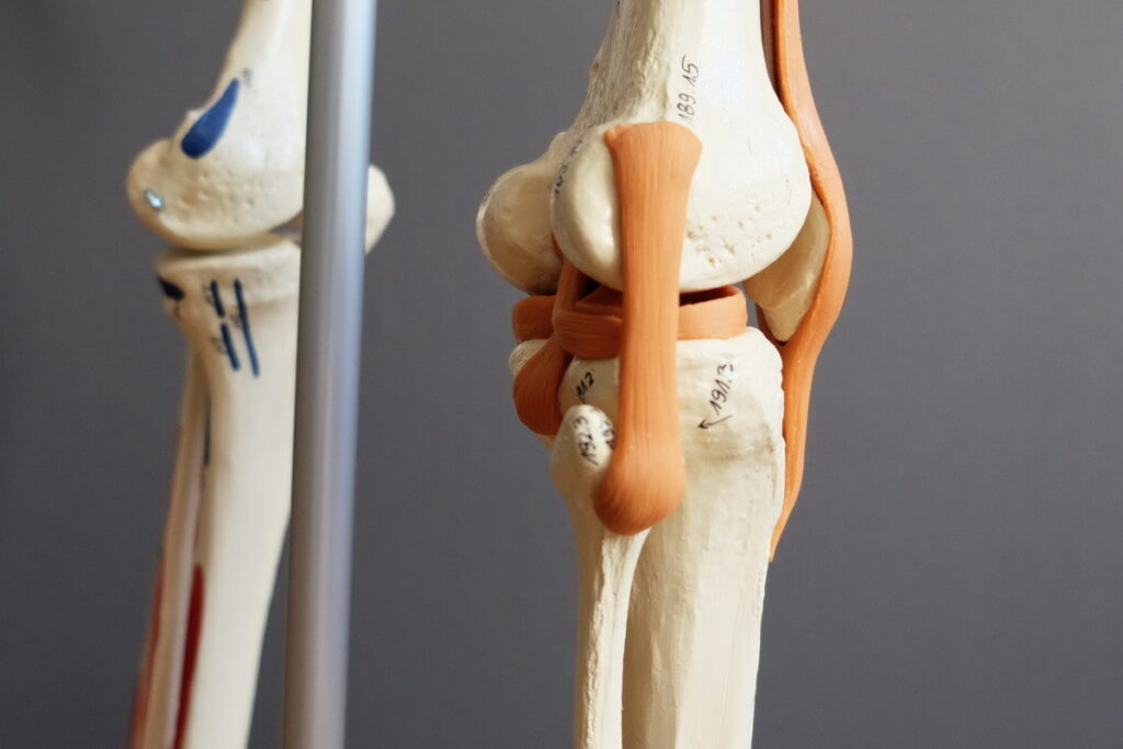 Anatomie Knie Merkle Dubois Praxis fuer Chinesische Medizin