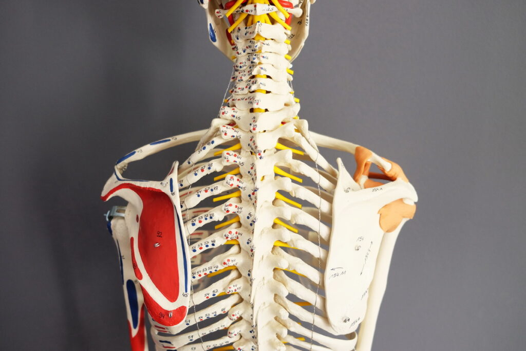 Anatomie Schulter Merkle Dubois Praxis fuer Chinesische Medizin