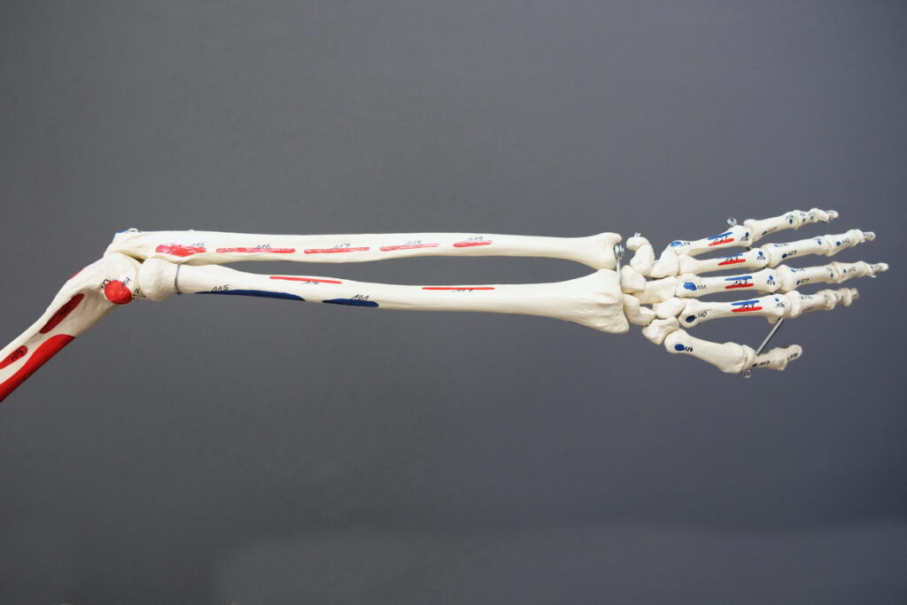 Anatomie Unterarm Merkle Dubois Praxis fuer Chinesische Medizin